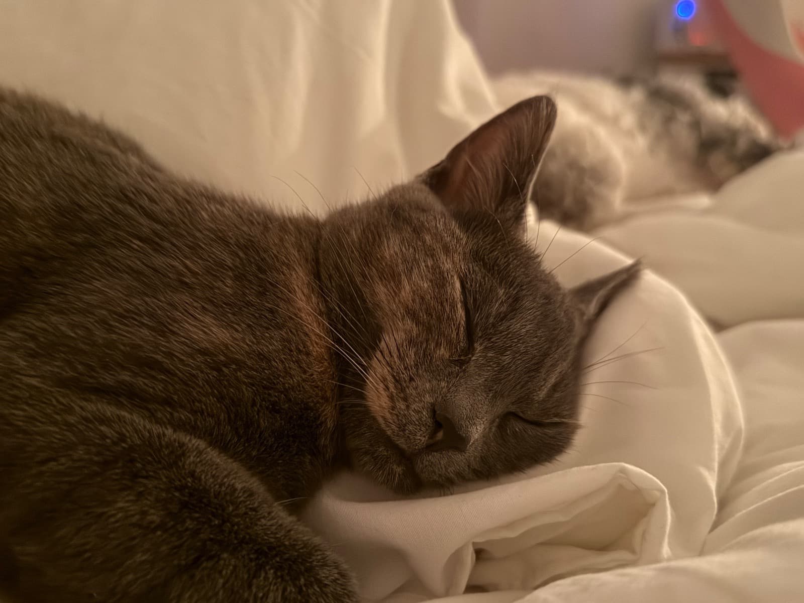 American Shorthair 1 year old female named Eliza for breeding in Philadelphia, Pennsylvania | Petmeetly