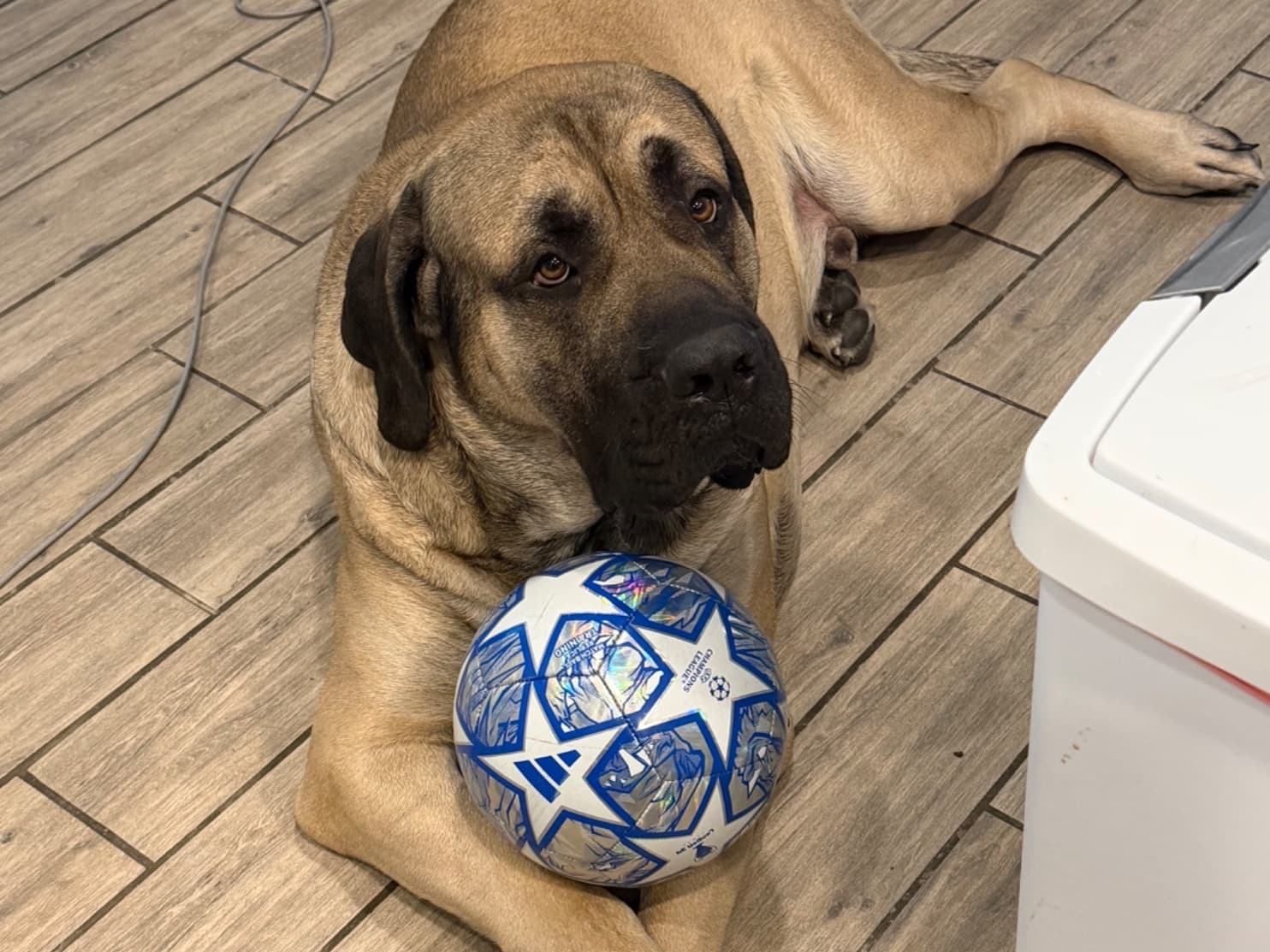 English Mastiff 2 years 4 months old male extra large named Gus for breeding in Gilbert, Arizona | Petmeetly