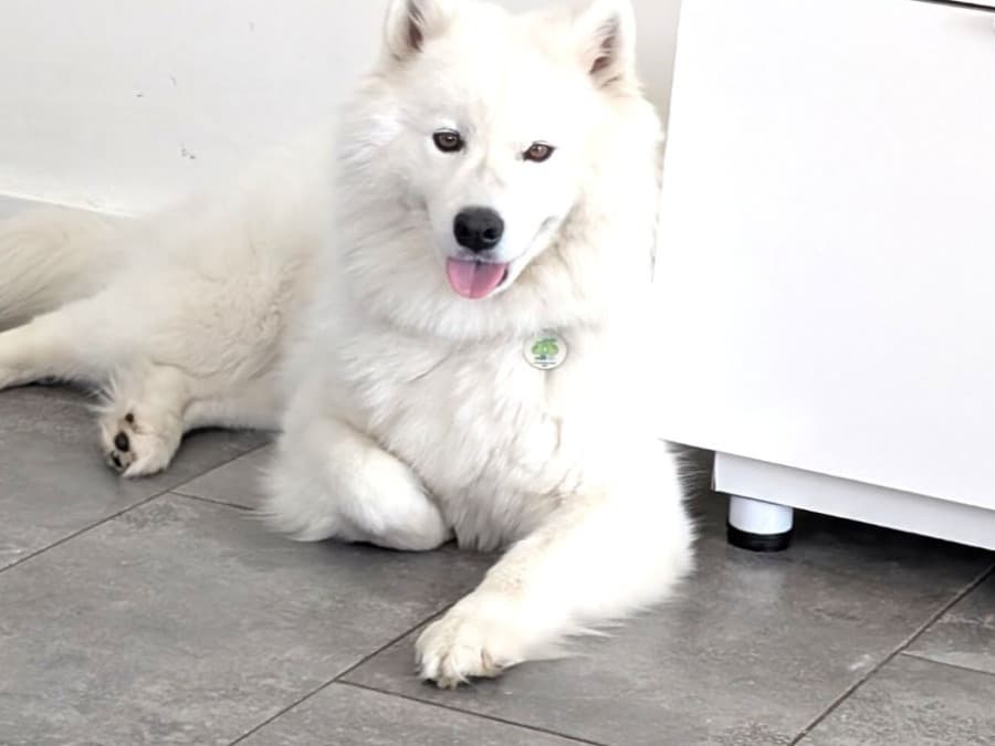 Samoyed 4 years old female large named mayah for breeding in Homestead, Florida | Petmeetly