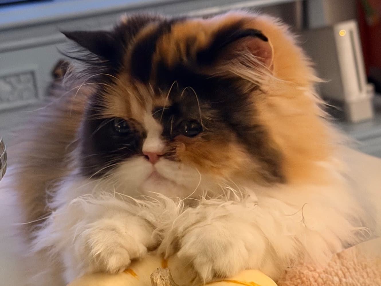 Persian 1 year old female named lady bug for breeding in Salt Lake City, Utah | Petmeetly