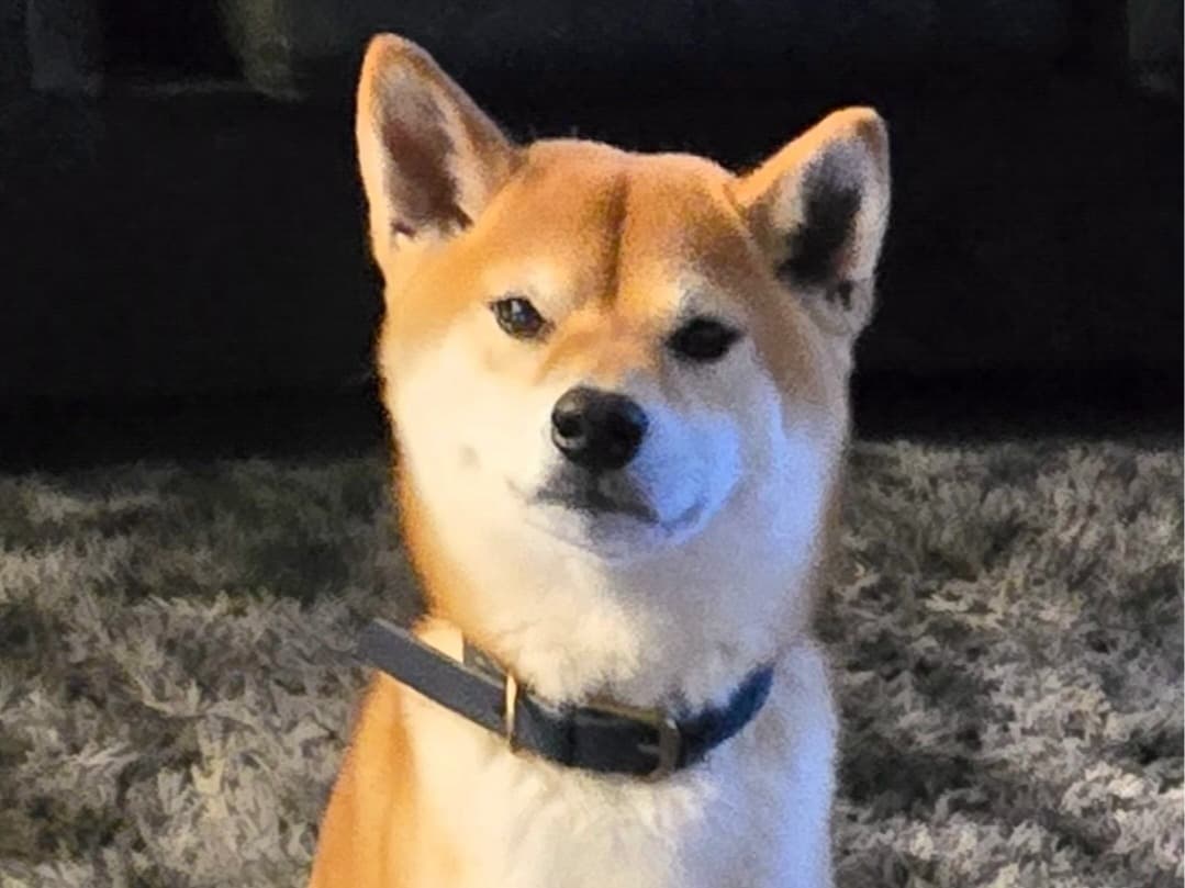 Shiba Inu 3 years 7 months old male medium named Arko for breeding in Corona, California | Petmeetly