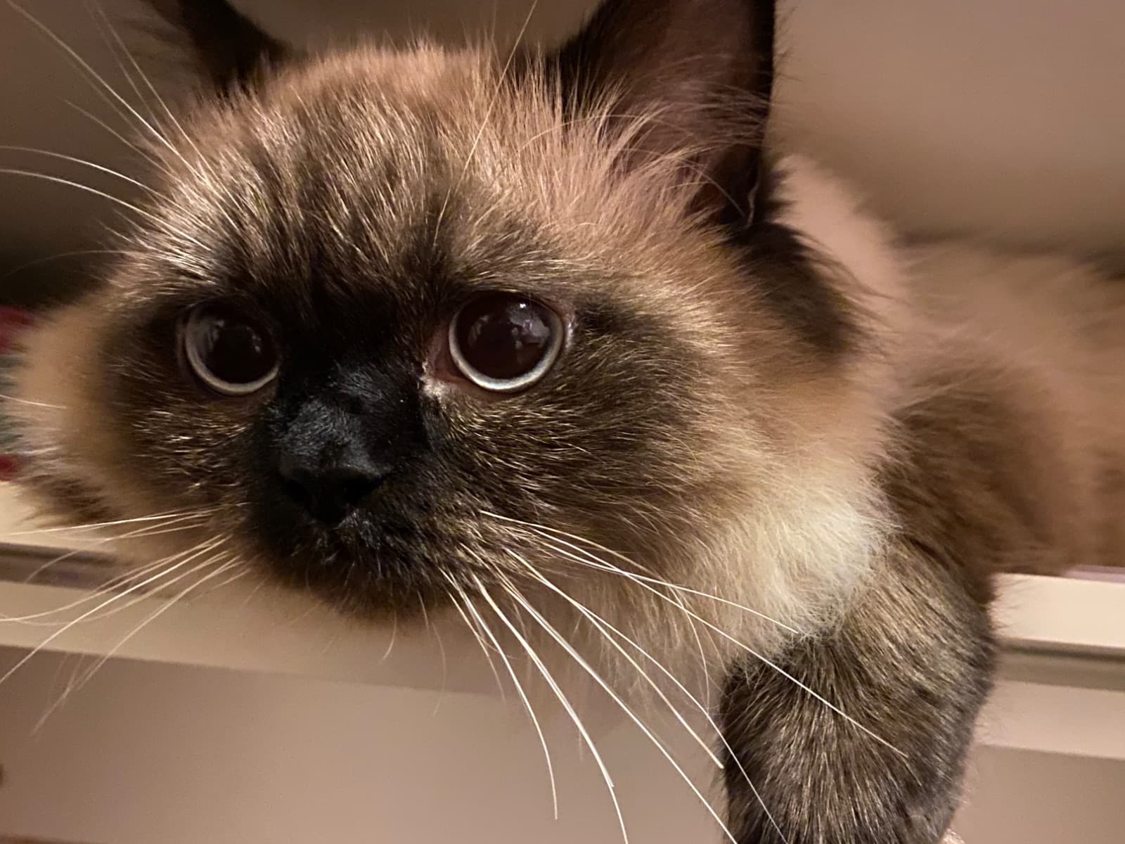 Persian 3 years old male named Malfoy for breeding in Fort Worth, Texas | Petmeetly