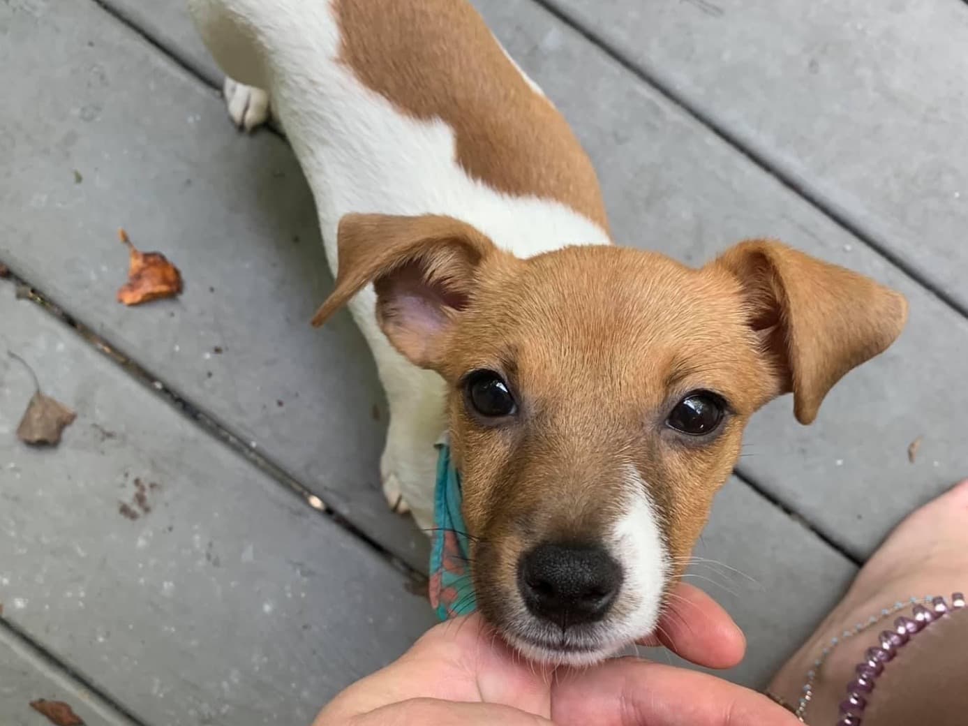 Jack Russell Terrier 4 years old female small named meatloaf for breeding in Stafford, Virginia | Petmeetly