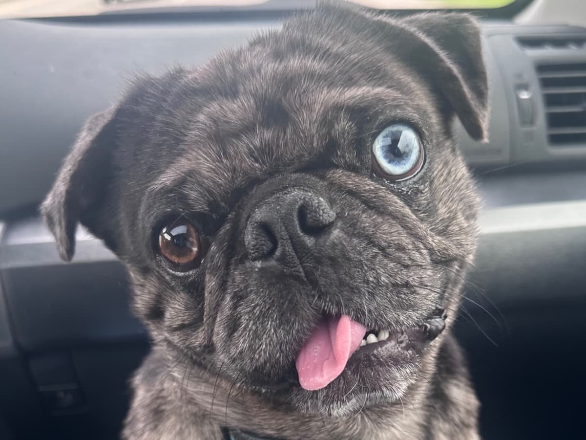 Pug 2 years 4 months old male small named Zohar for breeding in Fort Wayne, Indiana | Petmeetly