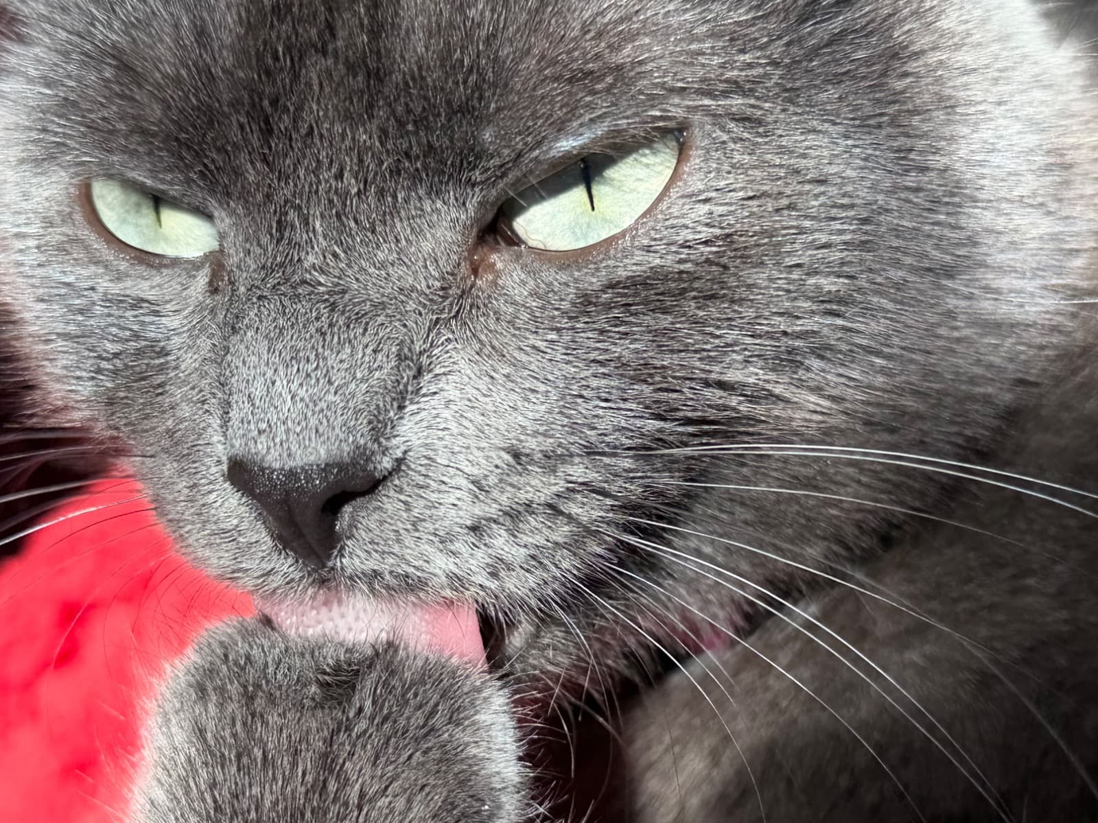 Russian Blue 1 year 3 months old female named mia for breeding in Orem, Utah | Petmeetly