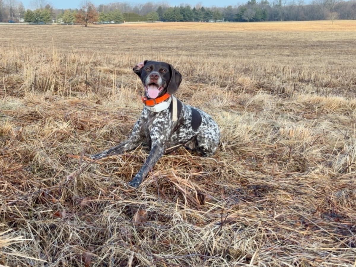 German Shorthaired Pointer 4 years 7 months old female medium named Berlin for breeding in Chicago, Illinois | Petmeetly