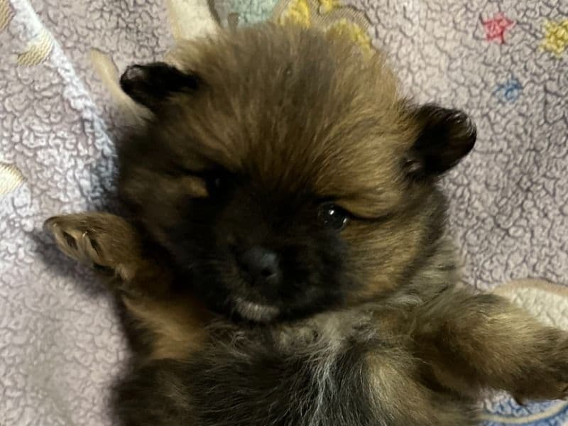 Pomeranian 1 month old male small named Otter for sale in King County, Washington | Petmeetly