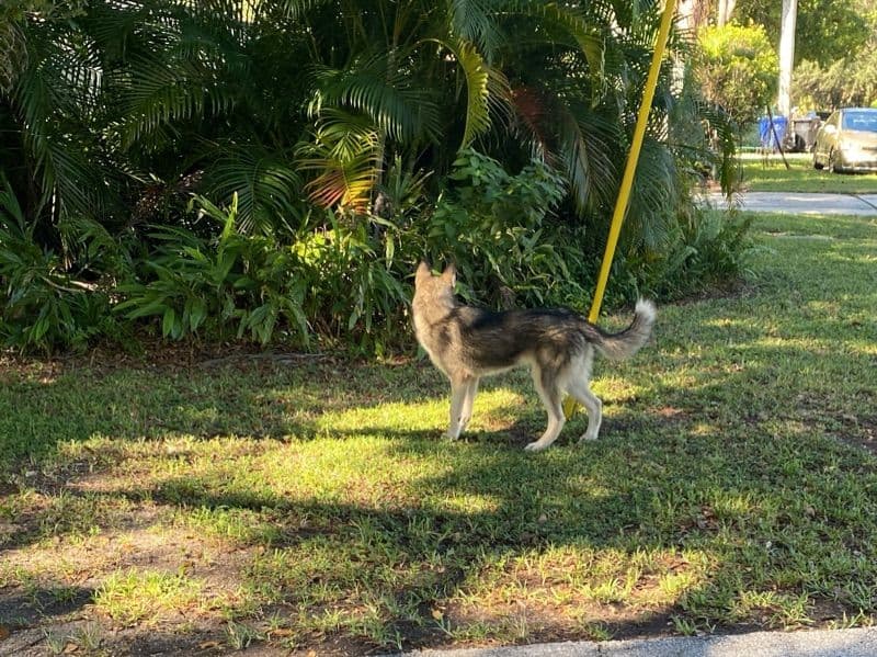Siberian Husky 6 months old female medium named Lilo for sale in Broward County, Florida | Petmeetly