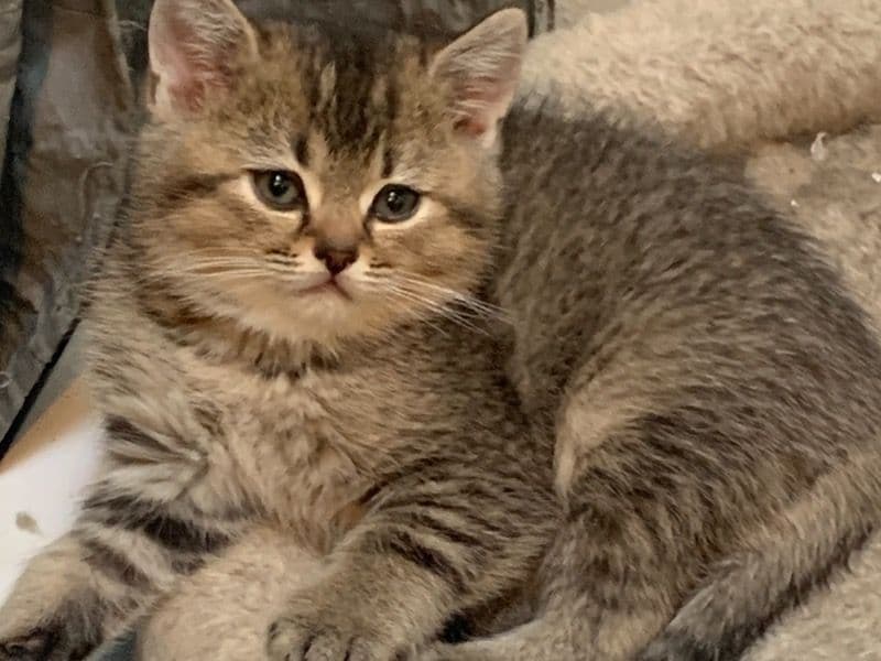 Scottish Straight 2 months old male named Max for adoption in Philadelphia County, Pennsylvania | Petmeetly