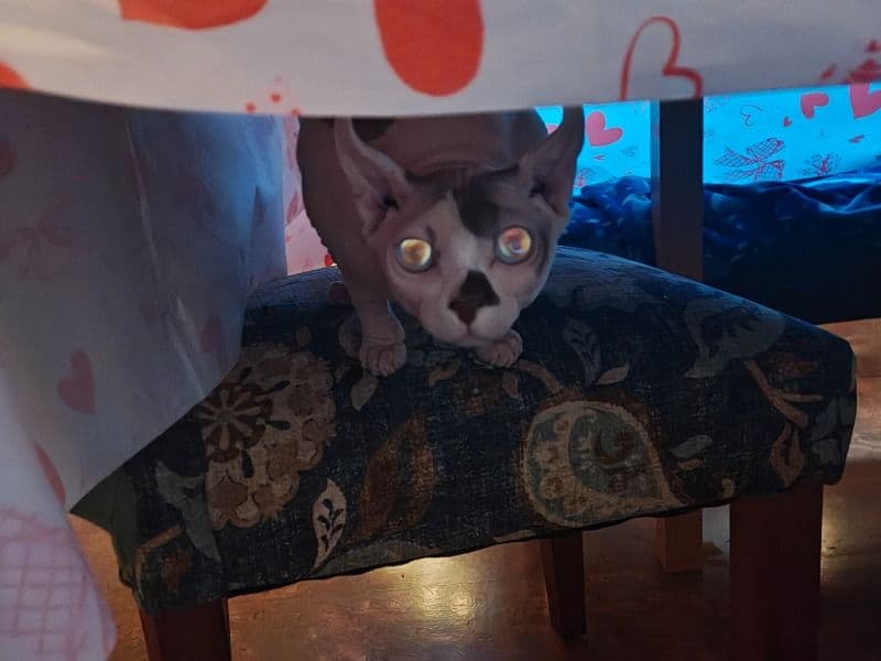 Sphynx 1 year 3 months old female named Zeta for breeding in Multnomah County, Oregon | Petmeetly