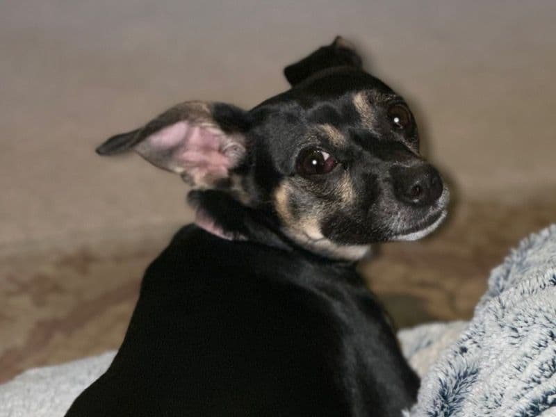 Miniature Pinscher 2 years 1 month old female medium named Zoe for sale in Fulton County, Georgia | Petmeetly