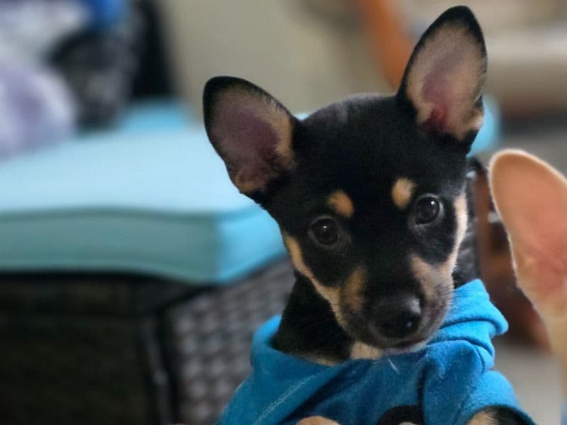 Shiba Inu 3 months old male medium named Yin for sale in Cuyahoga County, Ohio | Petmeetly