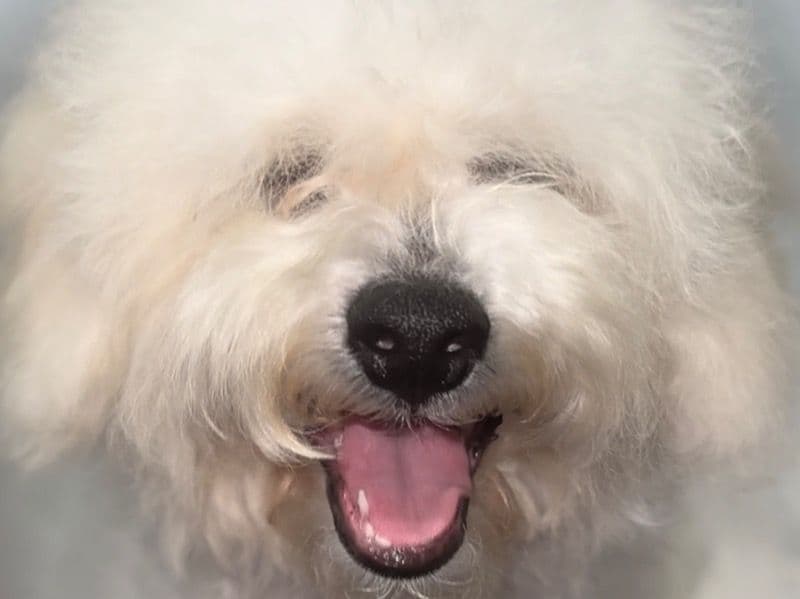 Bichon Frise 3 years 1 month old female small named Sparkles for sale in Washoe County, Nevada | Petmeetly