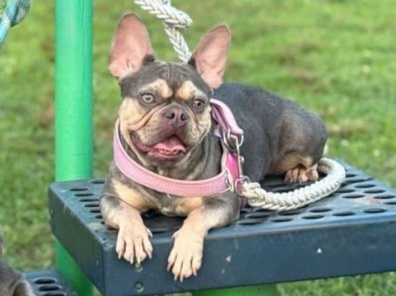 French Bulldog 1 year 7 months old female medium named Malley for sale in Passaic County, New Jersey | Petmeetly