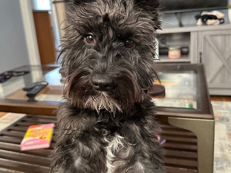 Finnegan primary photo