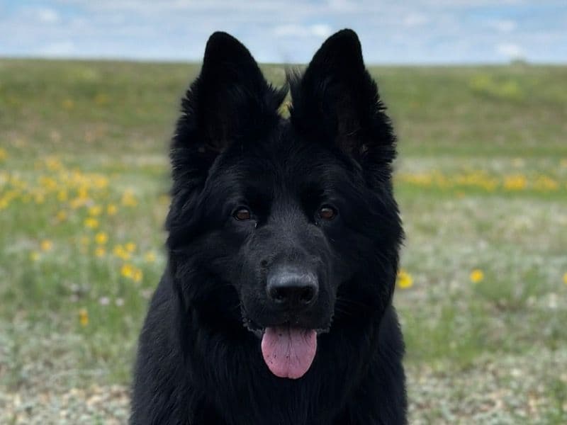 Black German Shepherd 3 years 7 months old male large named Dheera for breeding in Williamson County, Texas | Petmeetly