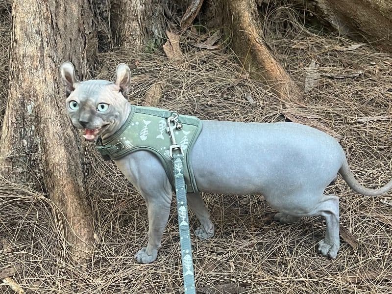 Sphynx 1 year old male named Marcel for breeding in Broward County, Florida | Petmeetly