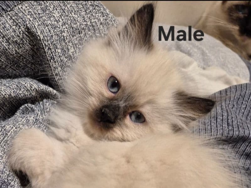 Ragdoll 2 months old male named Ragdoll X Kittens for sale in Metro Vancouver, British Columbia | Petmeetly