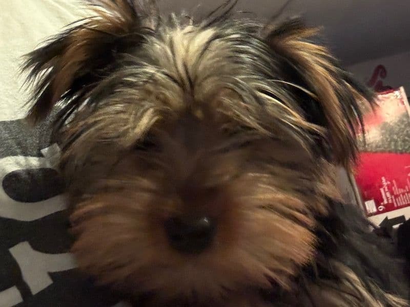 Yorkshire Terrier 3 months old male small named Green for sale in Clark County, Washington | Petmeetly