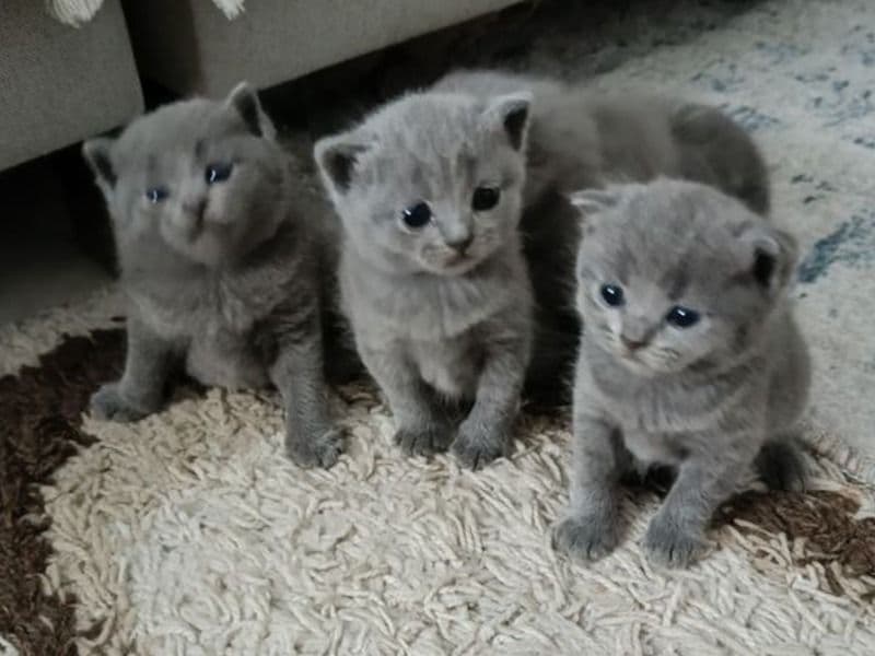 Russian Blue 2 months old male named Health Russian Blue Kitten for sale in Los Angeles County, California | Petmeetly