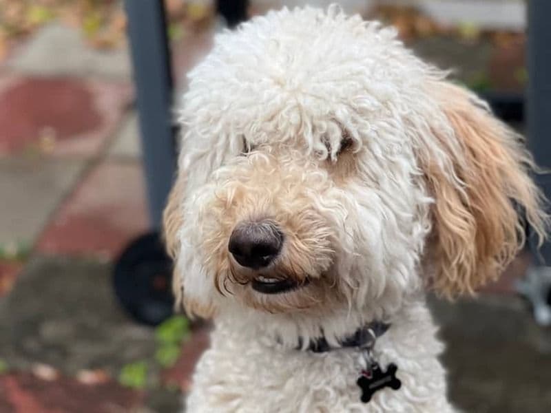 Goldendoodle 1 year 11 months old male large named Ace for sale in Dallas County, Texas | Petmeetly