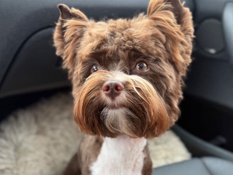 Yorkshire Terrier 1 year 6 months old male small named Lucky for breeding in Metro Vancouver, British Columbia | Petmeetly