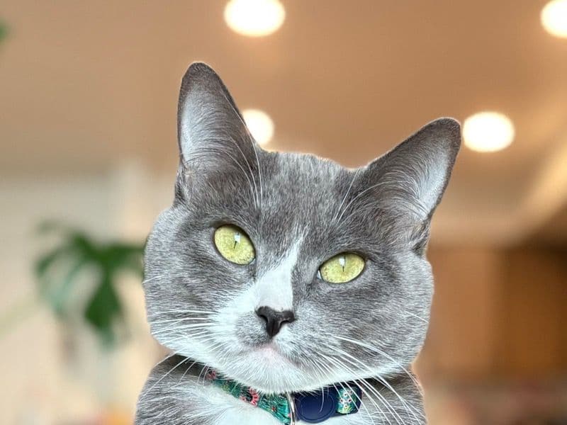 Calico 6 years 3 months old female named Zuni for breeding in Snohomish County, Washington | Petmeetly