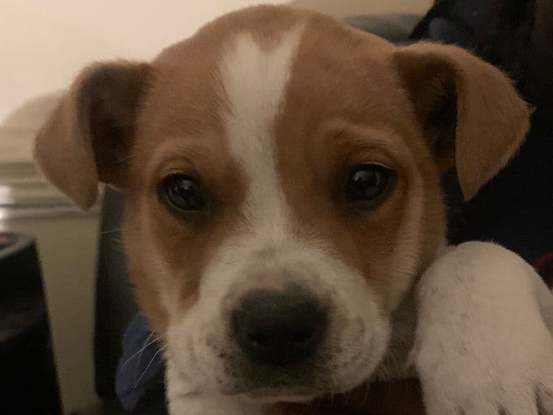 Beagle 2 months old male small named Munchie for sale in Edgecombe County, North Carolina | Petmeetly