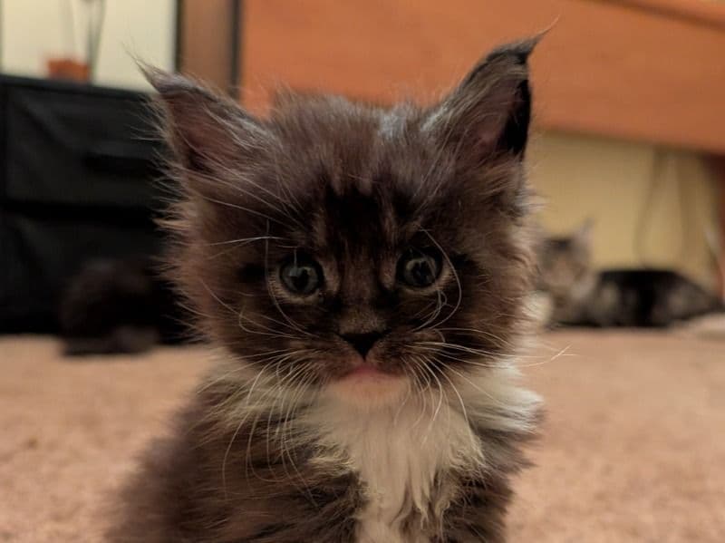 Maine Coon 1 month old male named Taxido Boy for sale in York County, Pennsylvania | Petmeetly