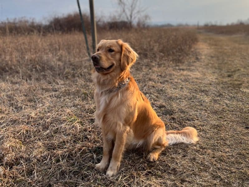 Golden Retriever 2 years 11 months old male medium named Beppo for breeding | Petmeetly