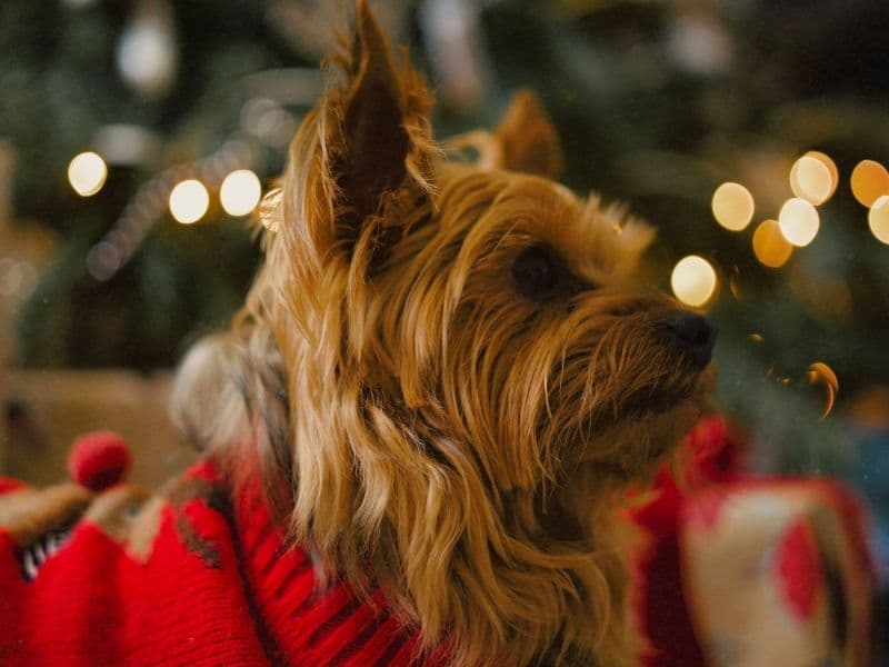 Yorkshire Terrier 7 years 2 months old male medium named Arnold for breeding in Highland Council, Scotland | Petmeetly