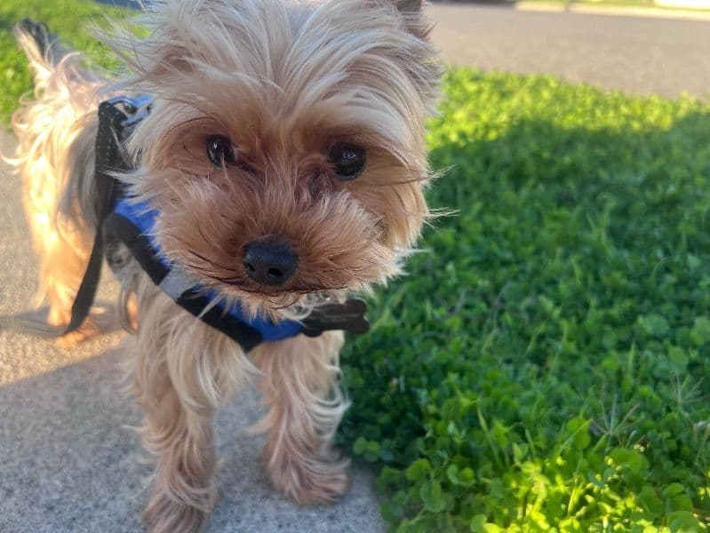 Milo primary photo