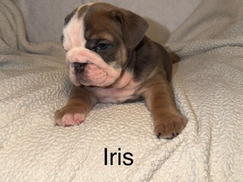 Bulldog 2 months old female small named Iris for sale in Mason County, West Virginia | Petmeetly