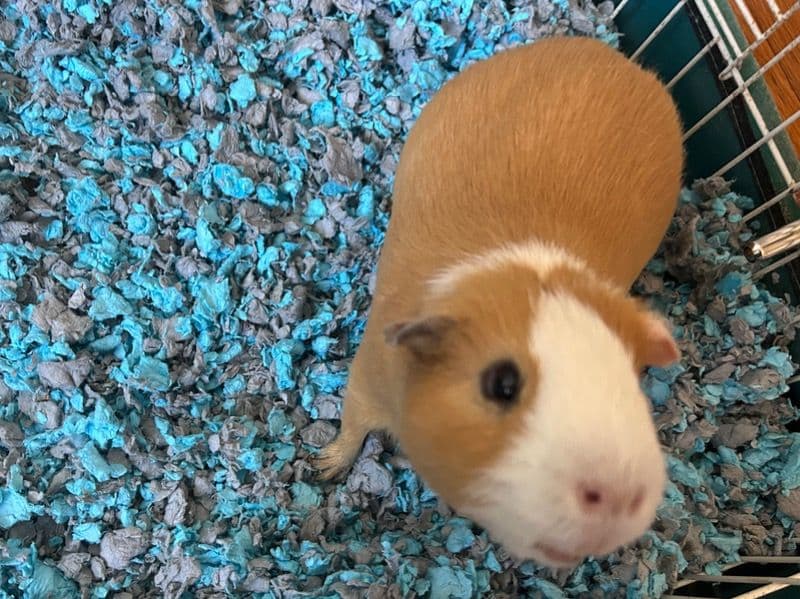 Guinea Pig 5 years old male named Panda And Rascal for adoption in Whiteside County, Illinois | Petmeetly