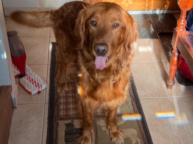 Golden Retriever 8 years 5 months old male large named Max for breeding in Anchorage Municipality, Alaska | Petmeetly