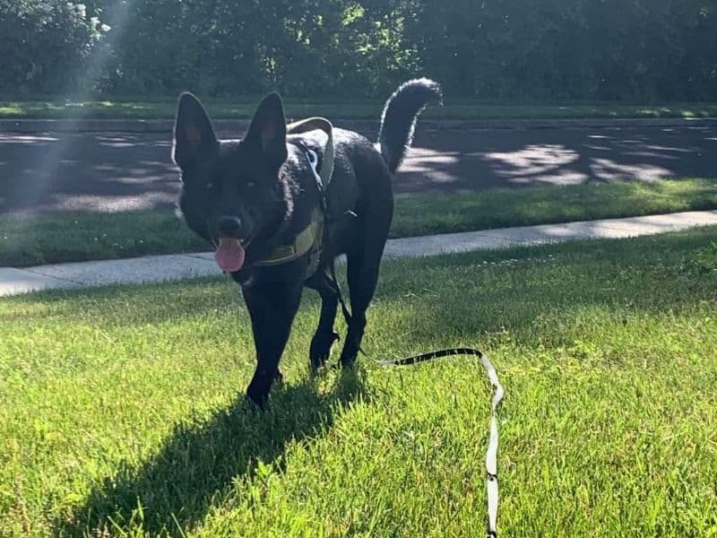 Black German Shepherd 3 years 4 months old male large named Jrue for breeding in Montgomery County, Pennsylvania | Petmeetly