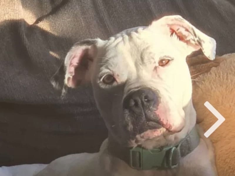 Boxer 7 years old female medium named Indi for adoption in Allegheny County, Pennsylvania | Petmeetly