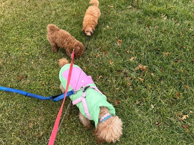 Poppy the Miniature Poodle - Gallery photo 3