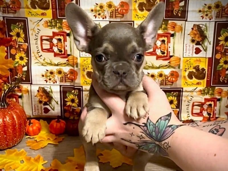 French Bulldog 4 months old male small named Sirius for sale in Union County, Illinois | Petmeetly