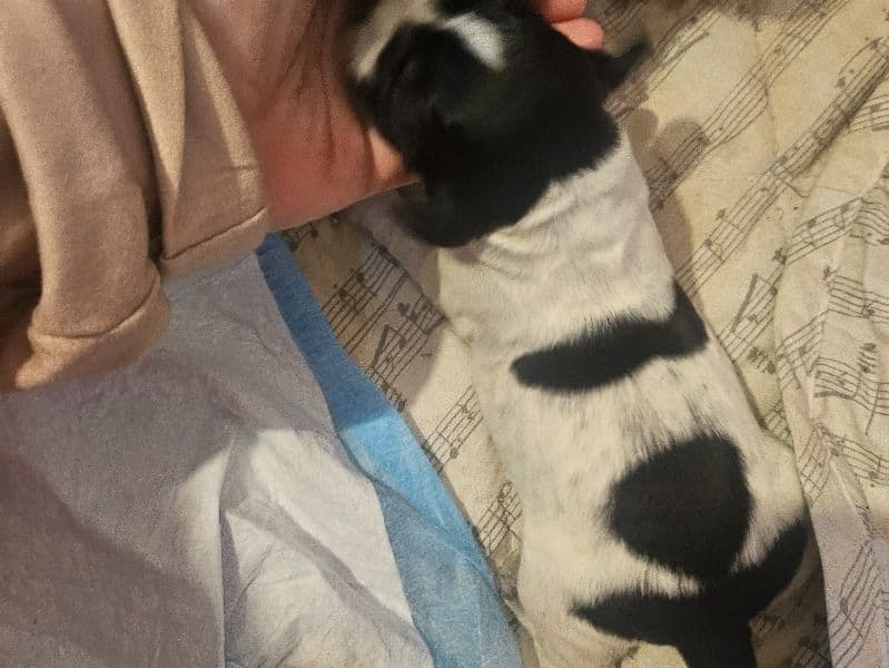 6 Beautiful Cocker Spaniels primary photo