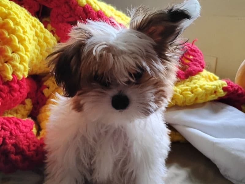 Havanese 3 months old male small named Twocute for sale in Pierce County, Washington | Petmeetly