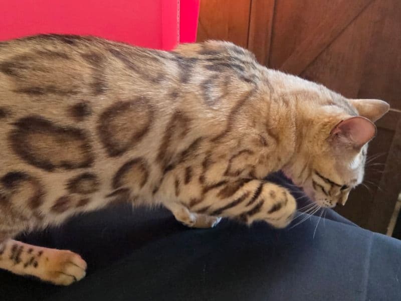 Bengal 1 year 9 months old female named Miracle for sale in South Central Connecticut Planning Region, Connecticut | Petmeetly