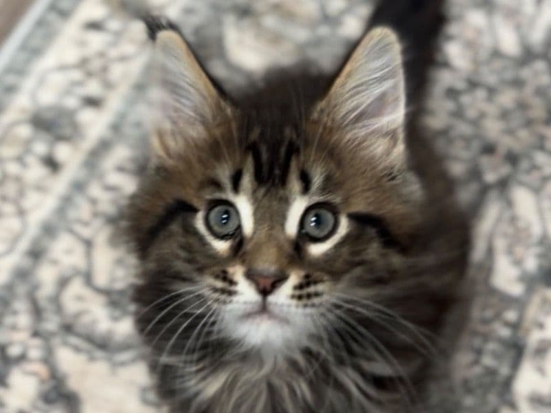 Maine Coon 2 months old male named Baby M for adoption in Oakland County, Michigan | Petmeetly