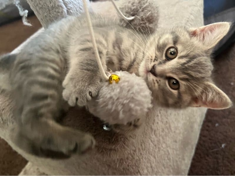 Scottish Fold 1 month old male named Roki for sale in Los Angeles County, California | Petmeetly