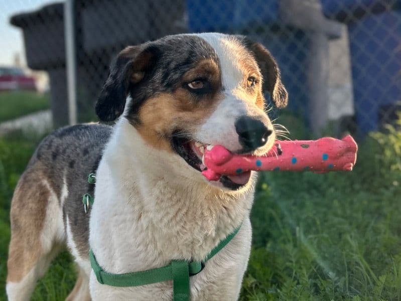 Australian Shepherd 2 years old male extra large named Gus for adoption in Riverside County, California | Petmeetly