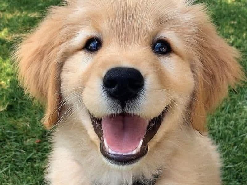 American 11 months old male named Charlie for breeding in Multnomah County, Oregon | Petmeetly