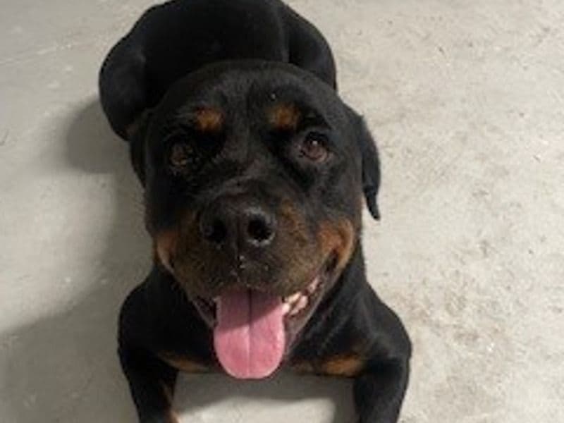 Rottweiler 5 years old female medium named Daisy for breeding in Palm Beach County, Florida | Petmeetly