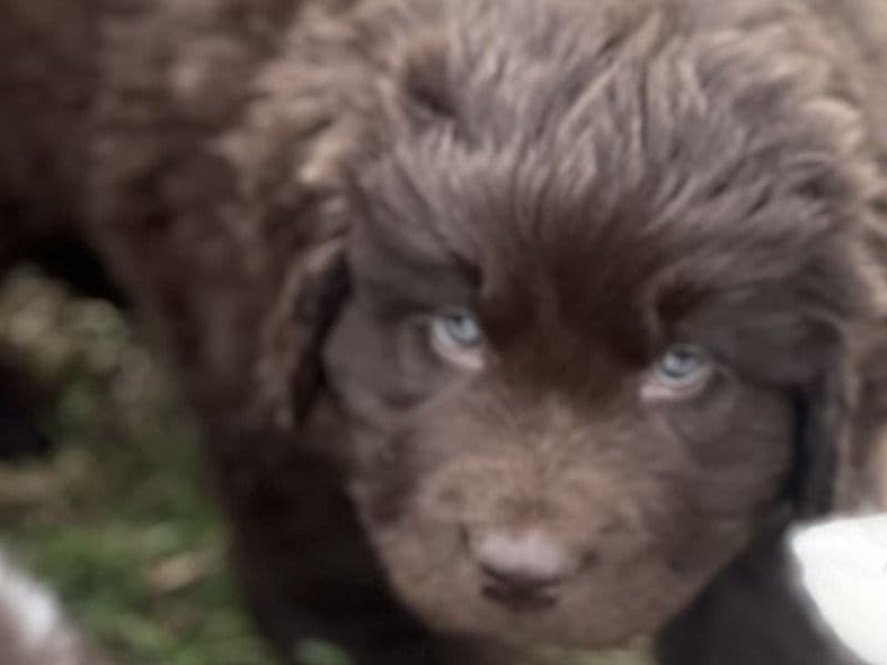 Newfoundland 1 month old male large named Verde for sale in San Bernardino County, California | Petmeetly