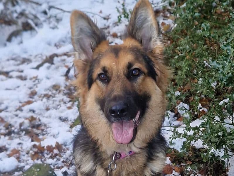 German Shepherd 2 years 3 months old female medium named Ursa for breeding in Derbyshire, England | Petmeetly
