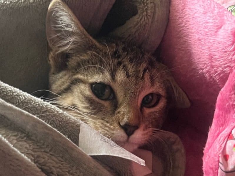 Domestic Shorthair 7 months old female named Hazel for sale in Baltimore County, Maryland | Petmeetly